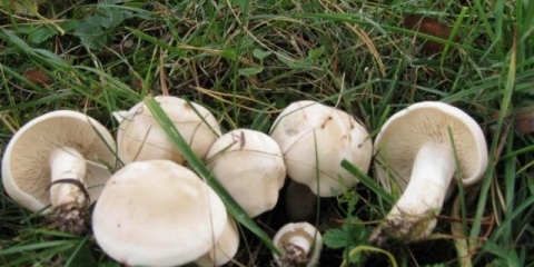 Pečurke majski redovi: da li je moguće jesti, kušati